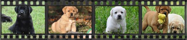 fox red labs fox red labradors puppies puppy breeders fox red labradors akc english labs 